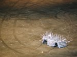 rw_1994_021