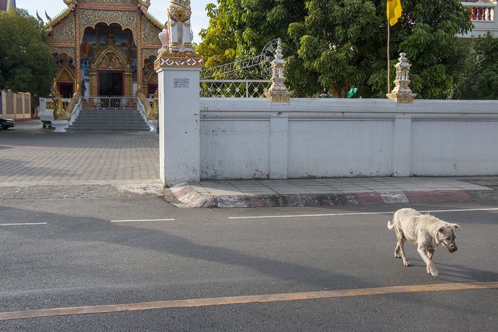 0466_cm_walking