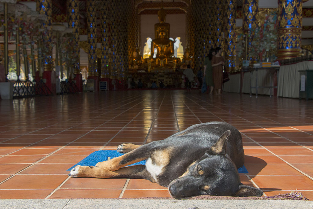 0510_cm_wat_suan_dok