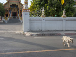 0466_cm_walking