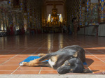 0510_cm_wat_suan_dok