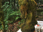 0580_cm_doi_inthanon